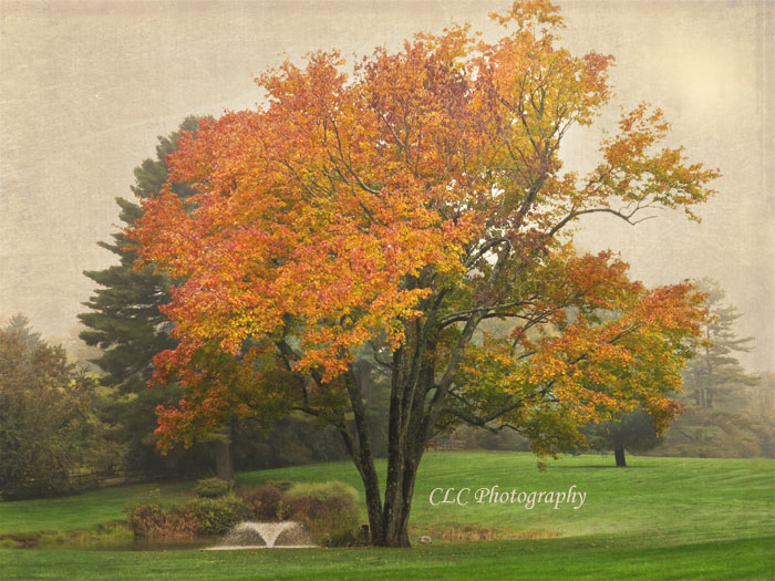 Fall Colors, Wenham, Mass...