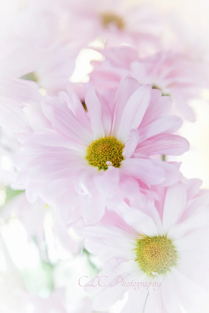 Pinkdaisyweb.jpg
