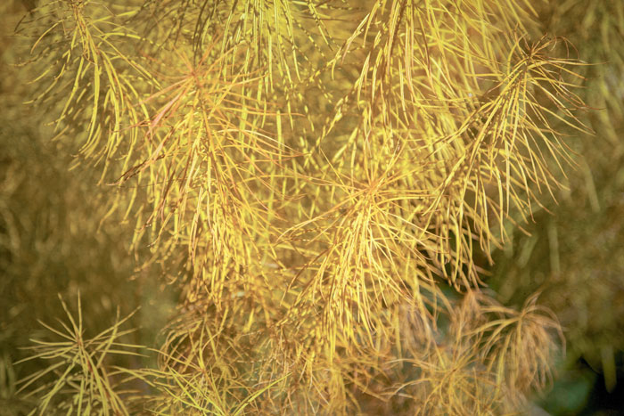 Goldenbrancweb.jpg