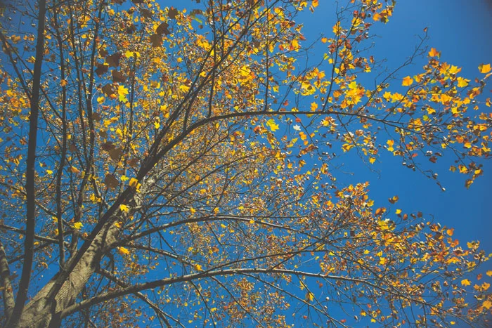 longhilltreeweb.jpg
