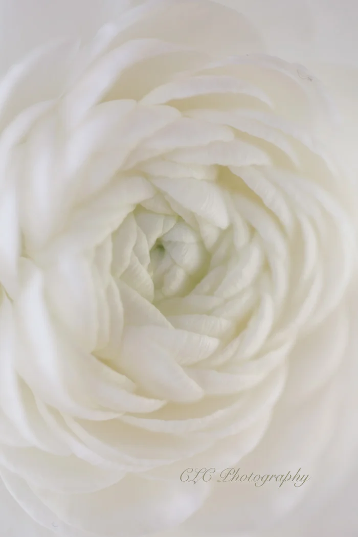 whiteronokoasflowerweb.jpg