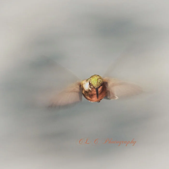 Dragonfly...Wenham, Ma.