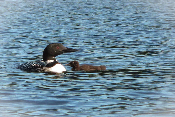 Loon with baby...Naples, Maine