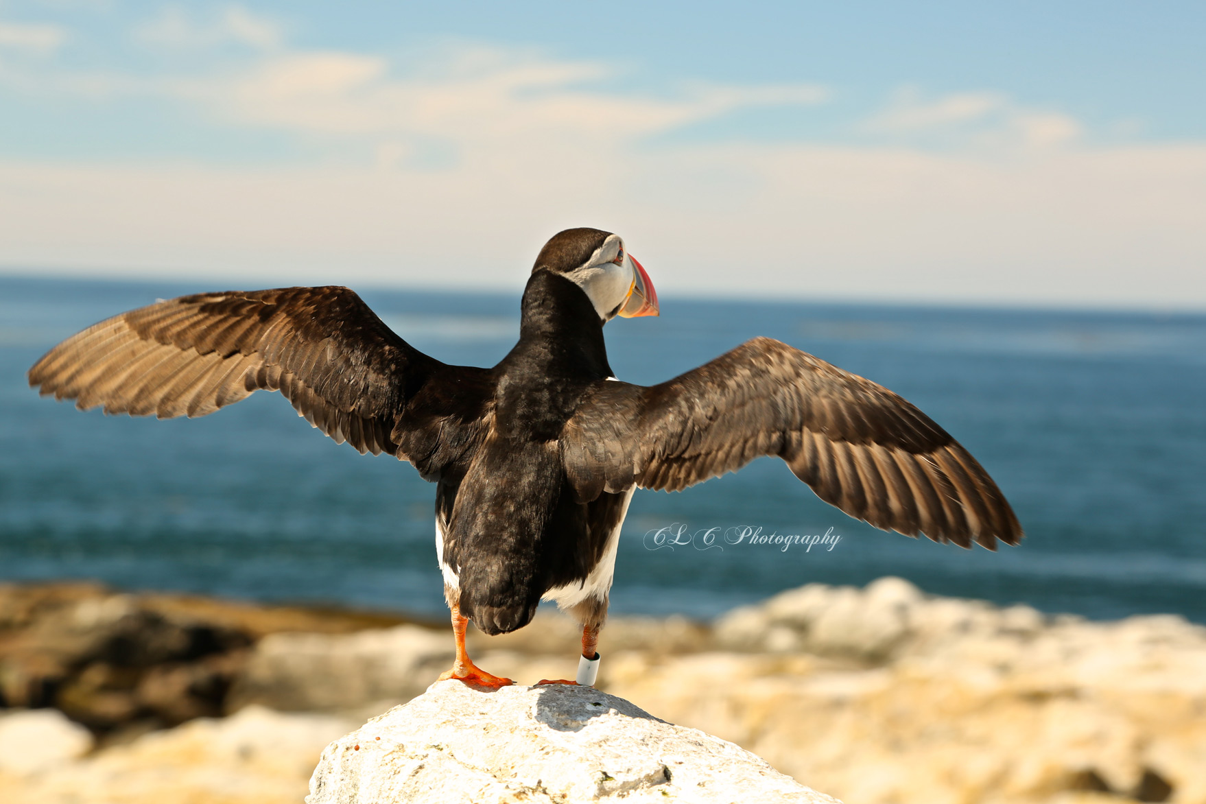 North Atlantic Puffin...Seal Island, Maine
