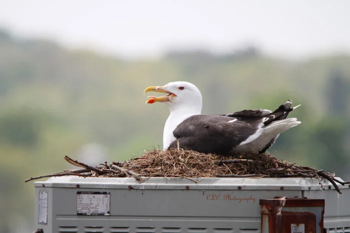 Seagull sitting on Nest..Gloucester, Mass