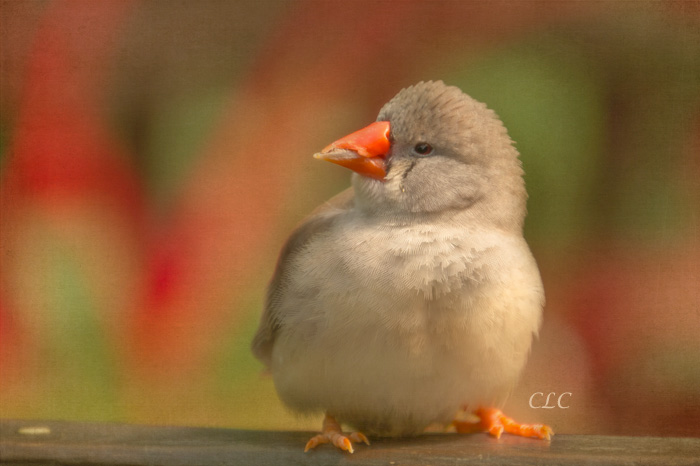Zebra Chickadee...Massachusett