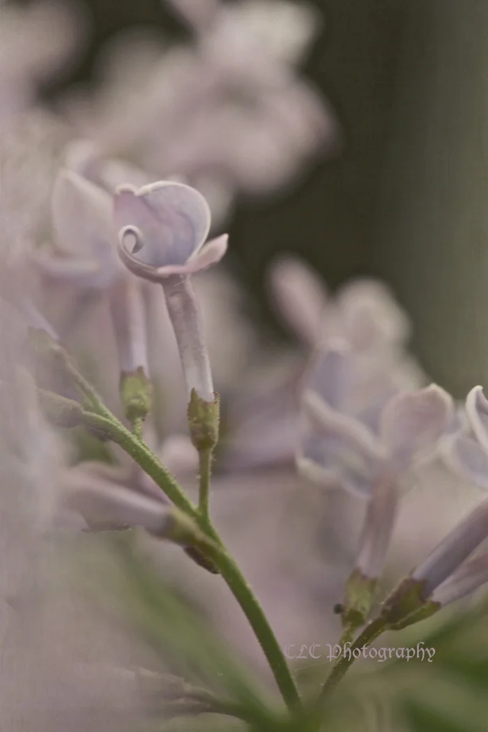 purplebudweb.jpg