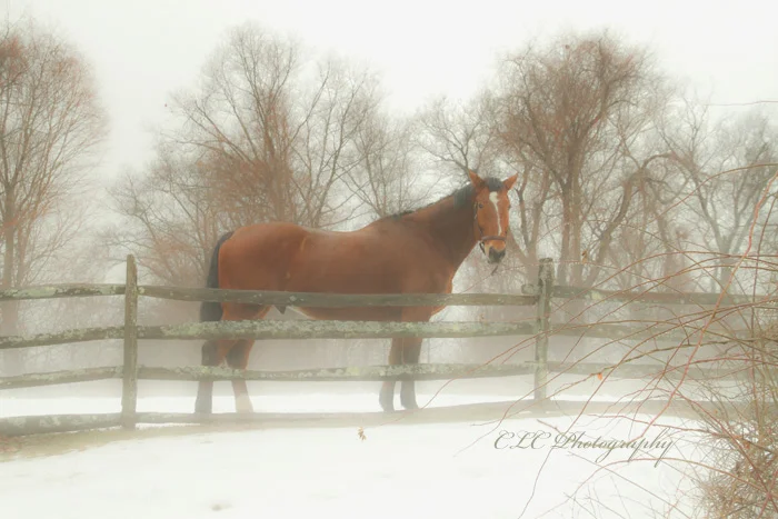 Horse in the Fog...Hamilton, Mass