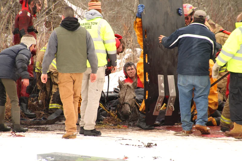 Horse Rescue...Hamilton, Mass.