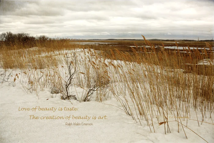Seagrass, Plum Island, Mass...