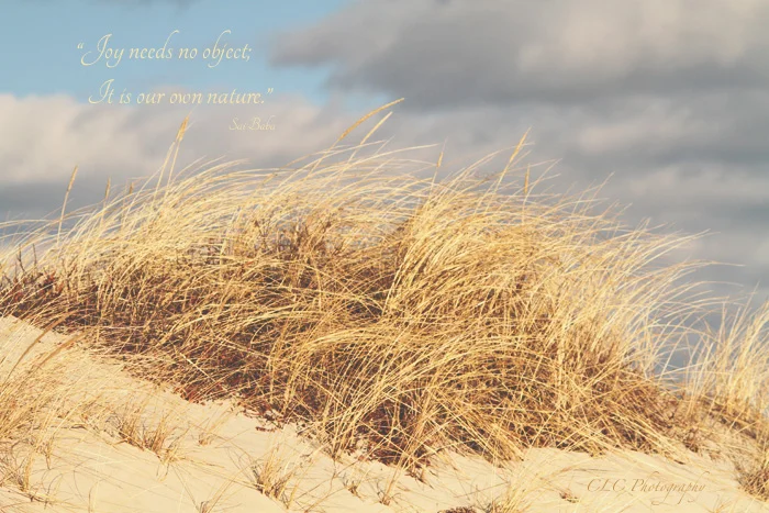 Sea Grass..Cranes Beach, Ipswich Mass.