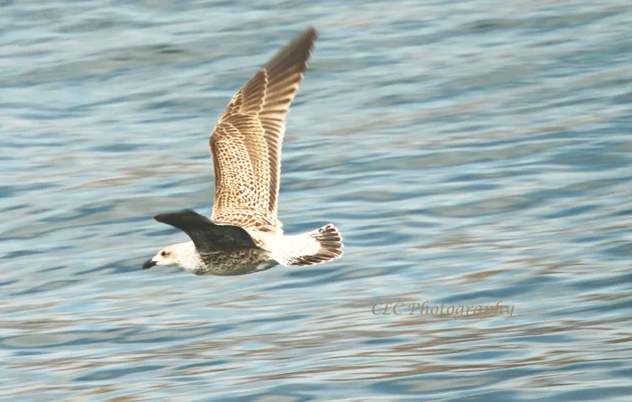 Seagull crossing Gig Harbor, Seattle Wash.