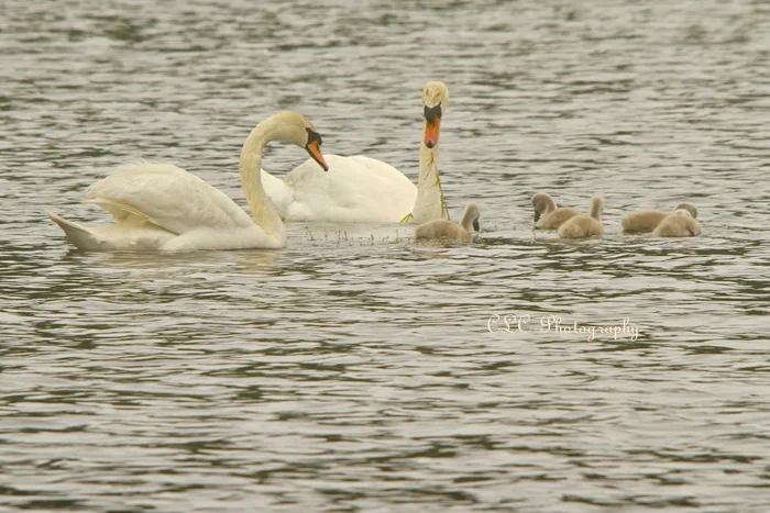 Swan Family...Wenham, Mass.