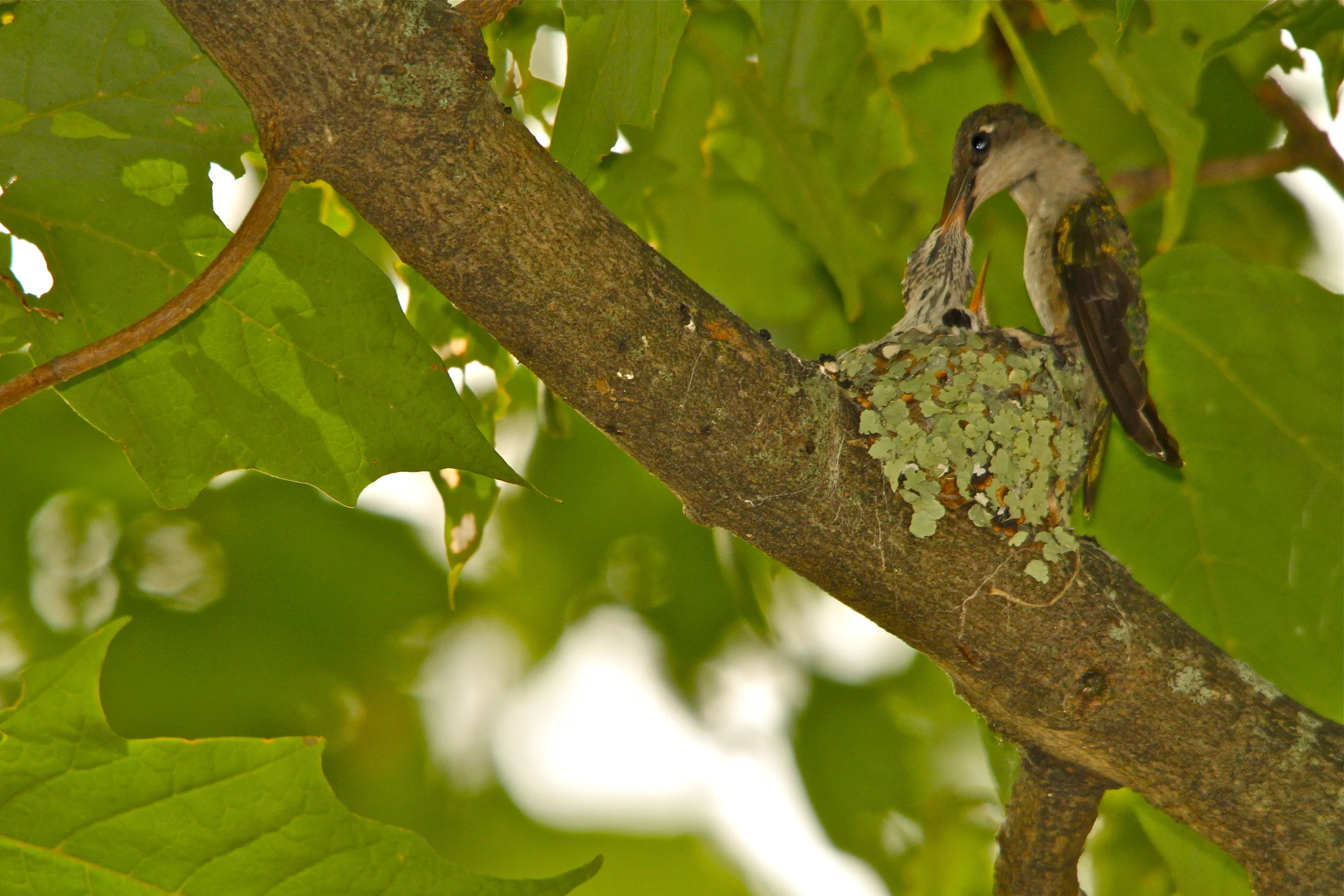 Hummingbird Mom with babies..Hamilton, Mass