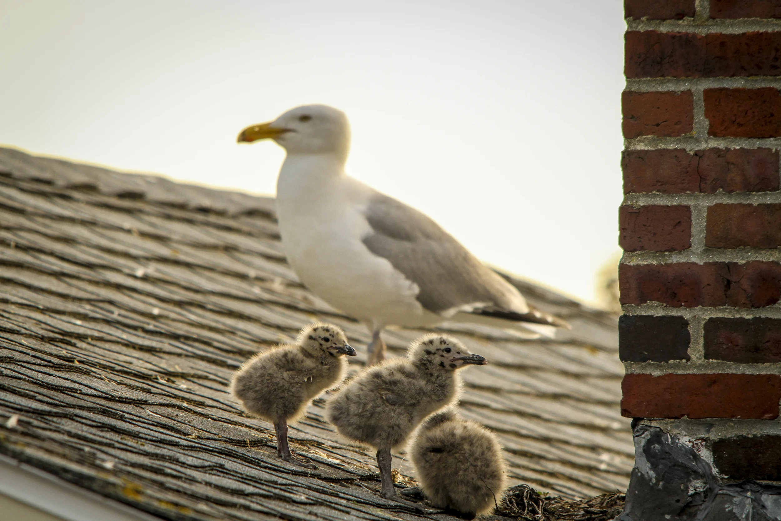 Seagull with babies....Gloucester, Mass