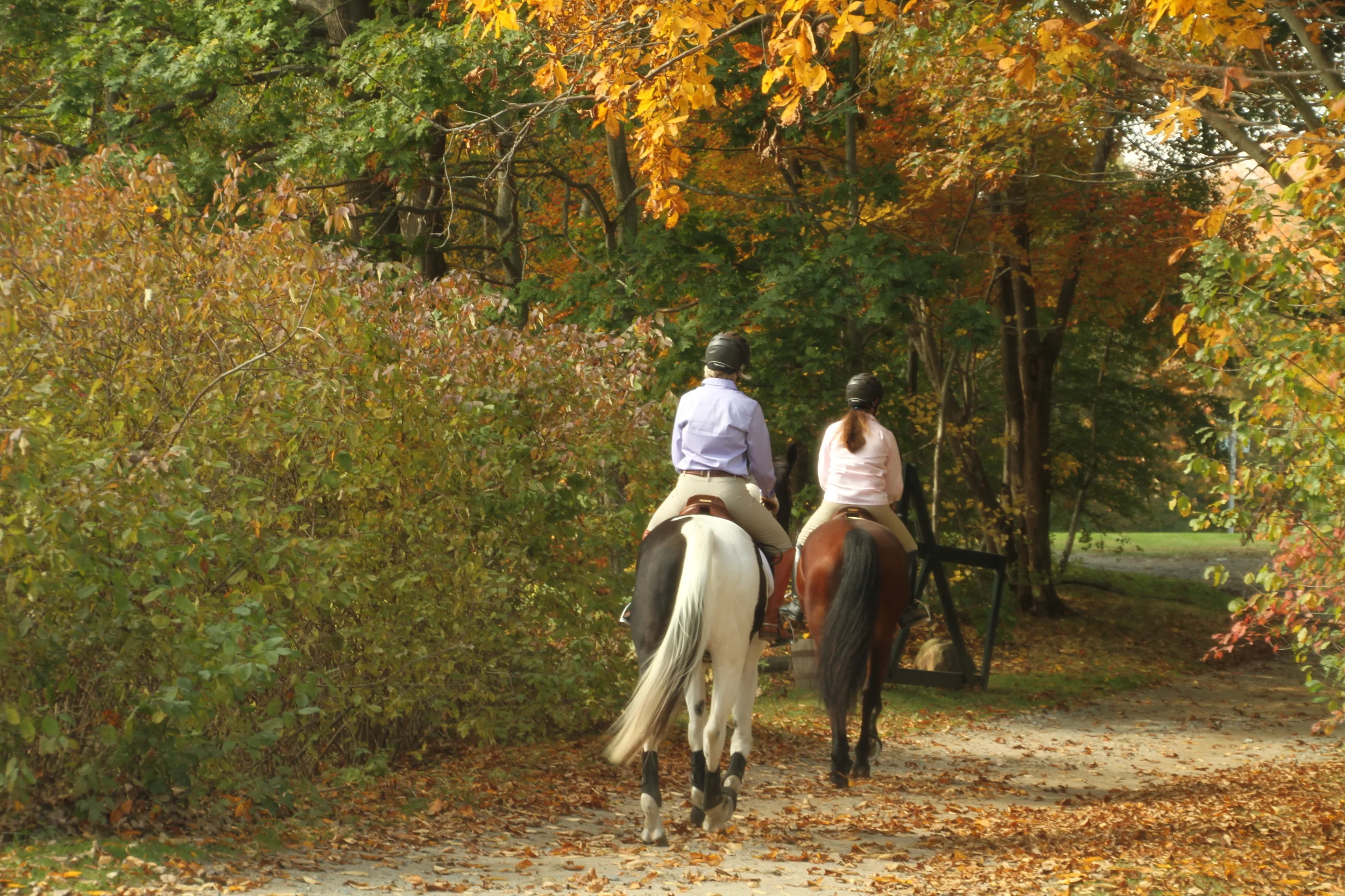 Trotting...Hamilton, Mass.