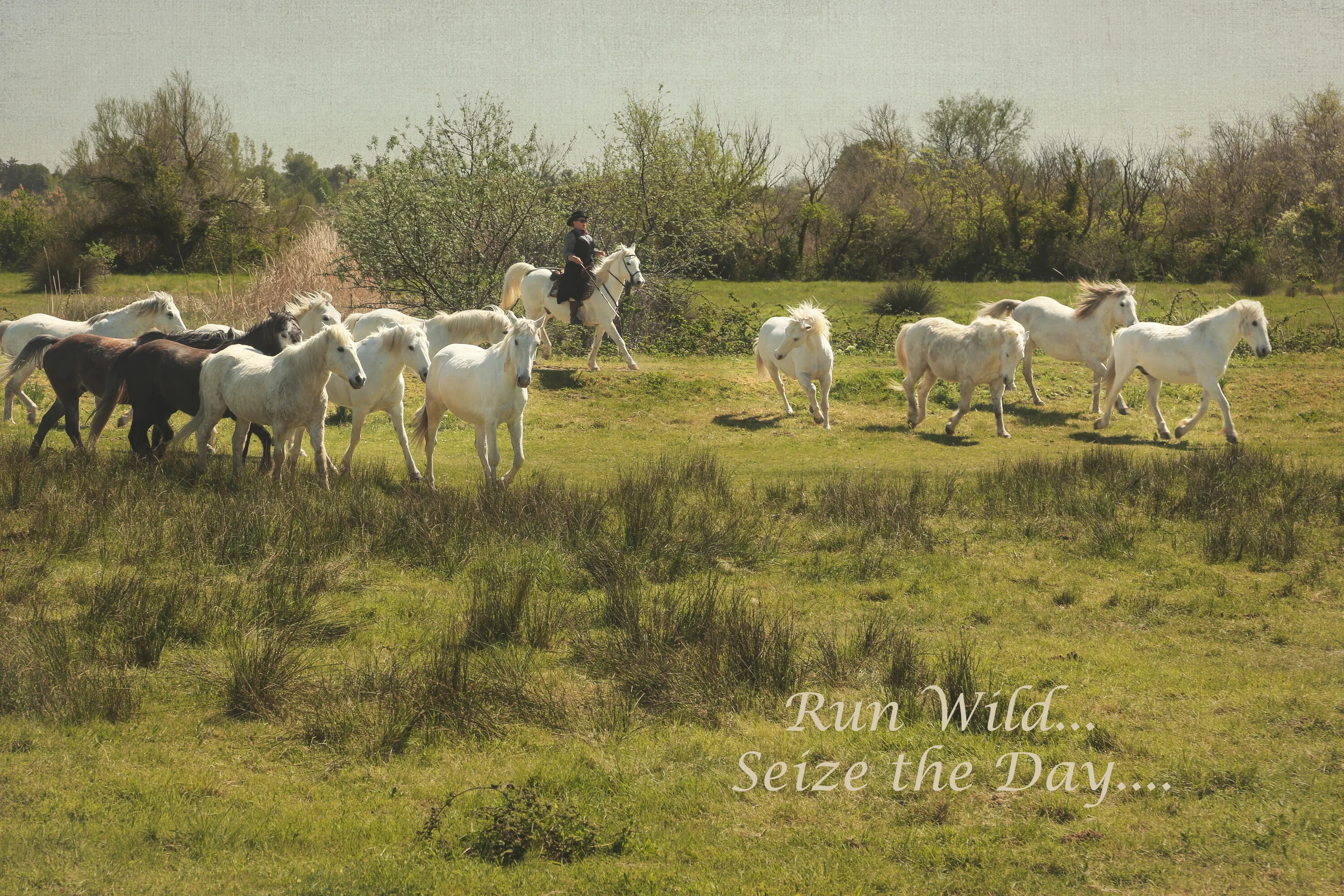 White Horses...Bull Farm, South of France