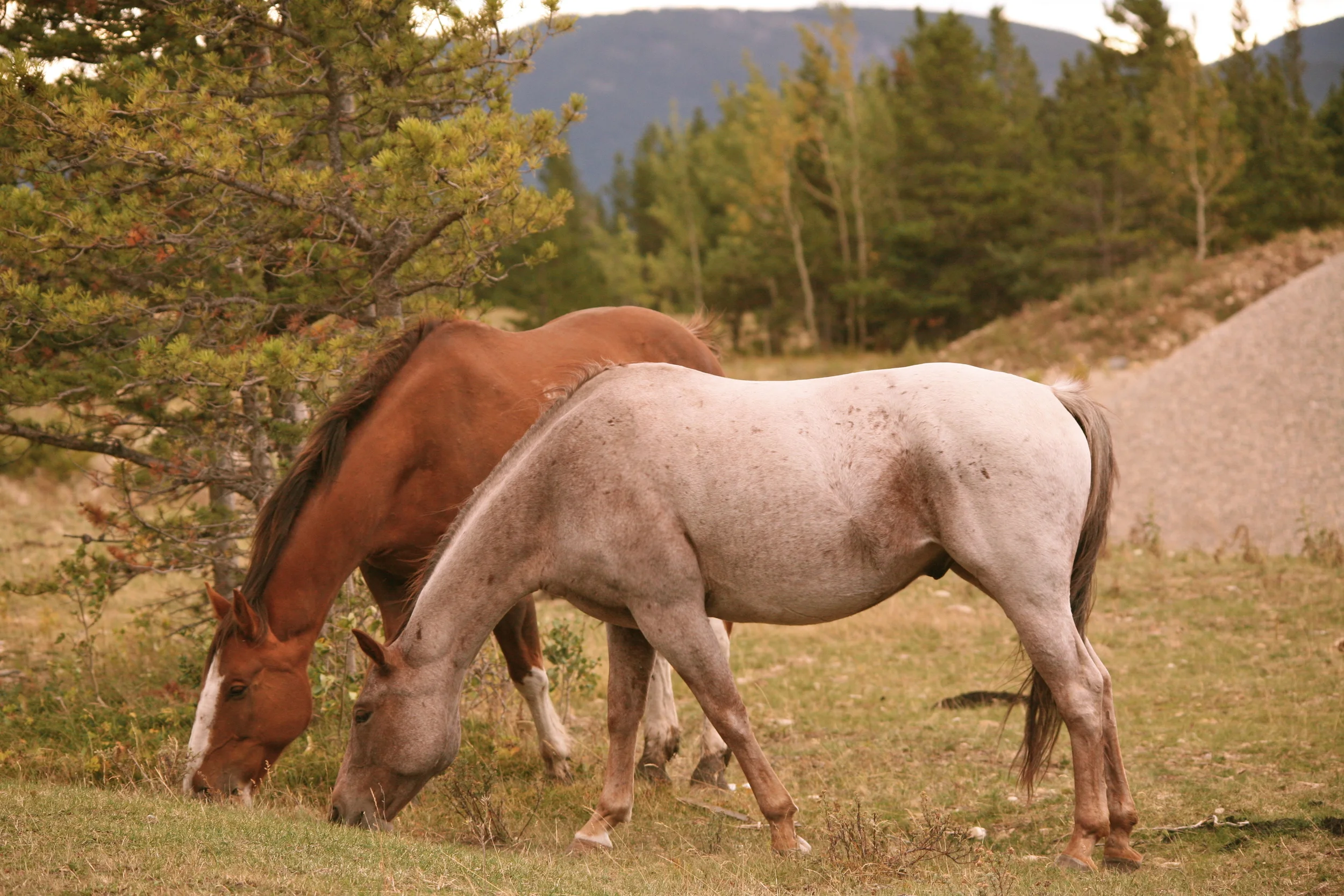 Canadian Rockies...Banff