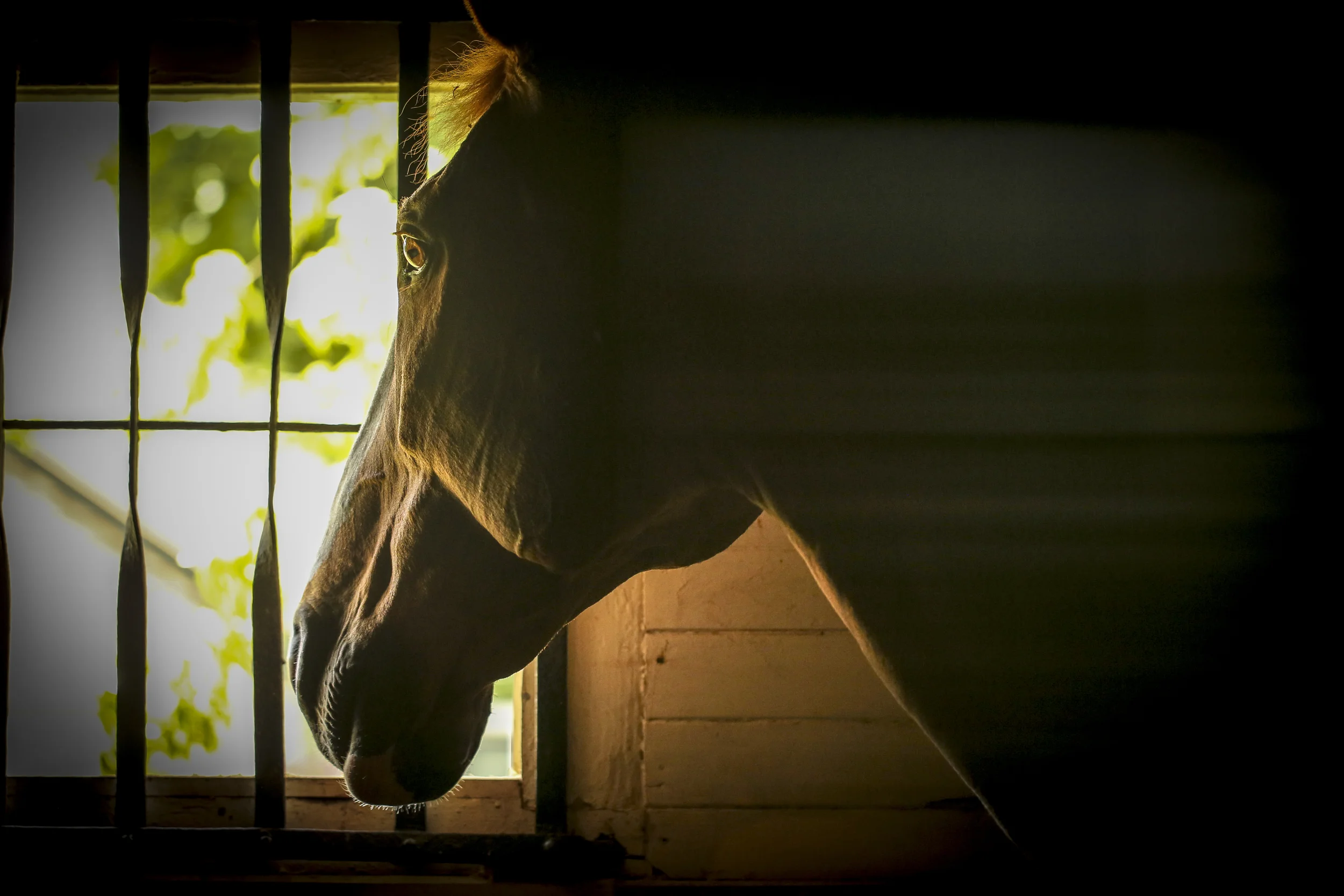 The Eye..window to the soul...Hamilton, Mass