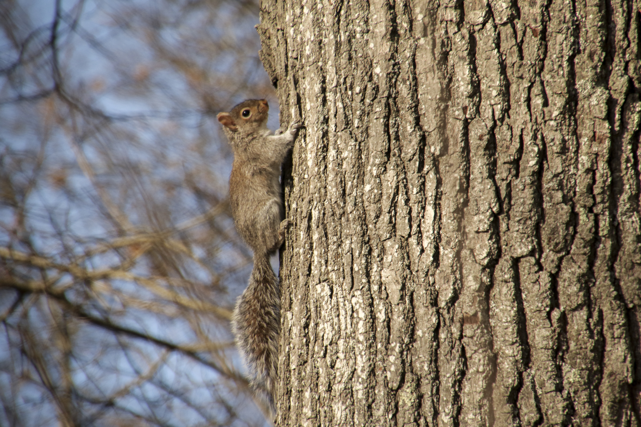 Up A Tree...