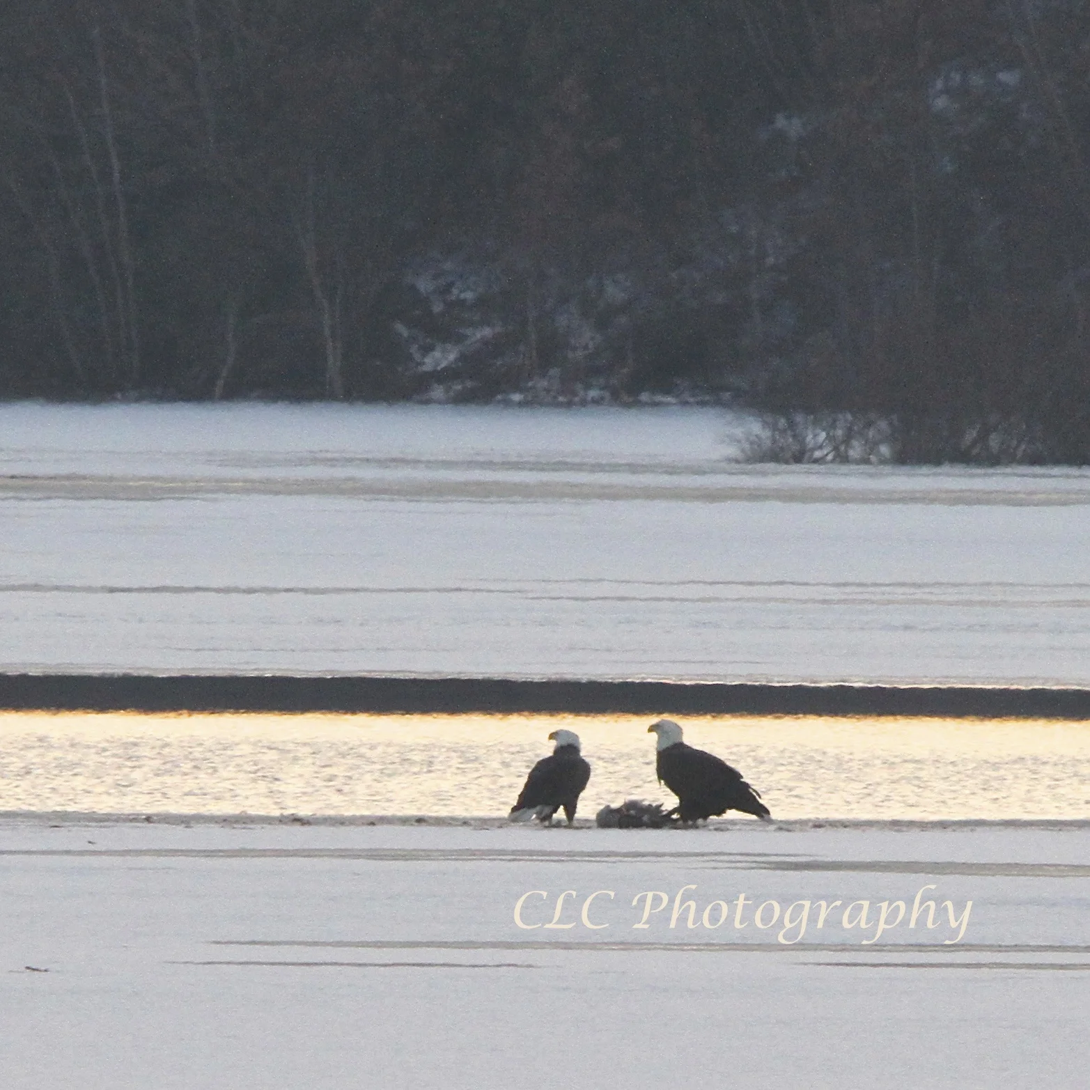 Eagle Kill...Wenham Lake, Wenham Mass.