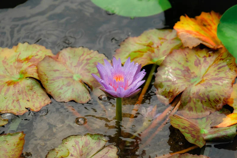 DSCF2975.jpg