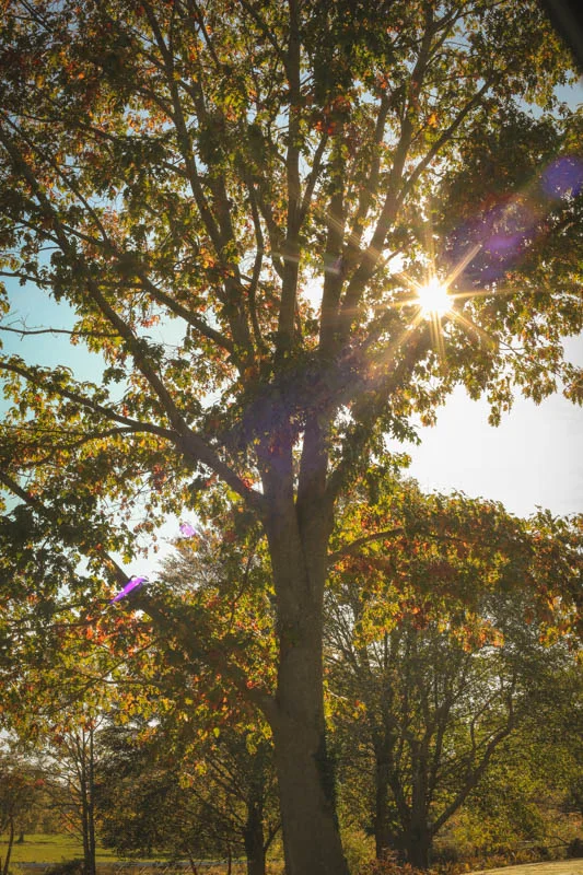  A Starburst in the orchard..