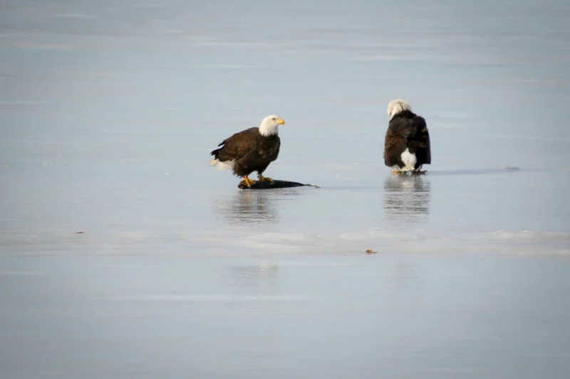  As she started to move around on the ice, he made it perfectly clear that he was not done yet...