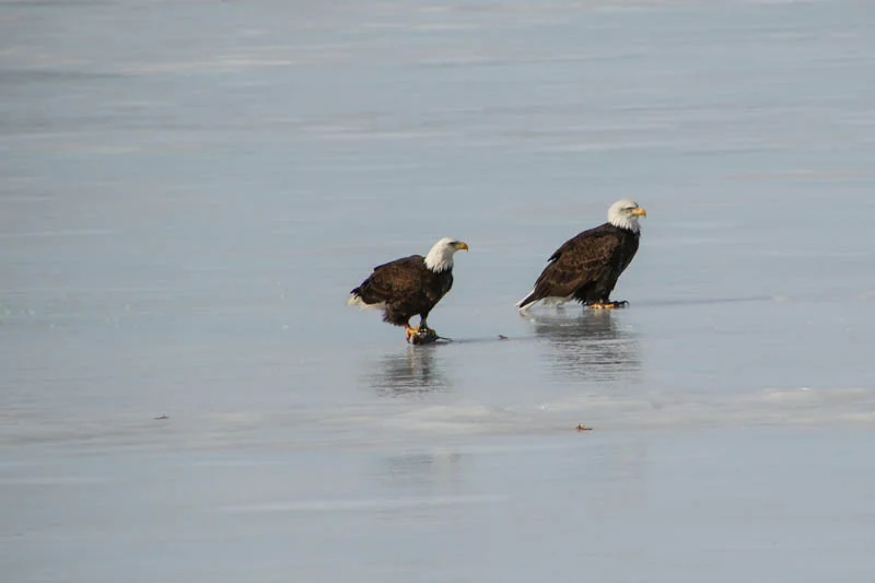 Well they finally switched places ad now it's her turn. Let's see how he likes keeping the look-out. Now she is stepping on the poor fish...Nature is so brutal sometimes. It's hard to watch. 