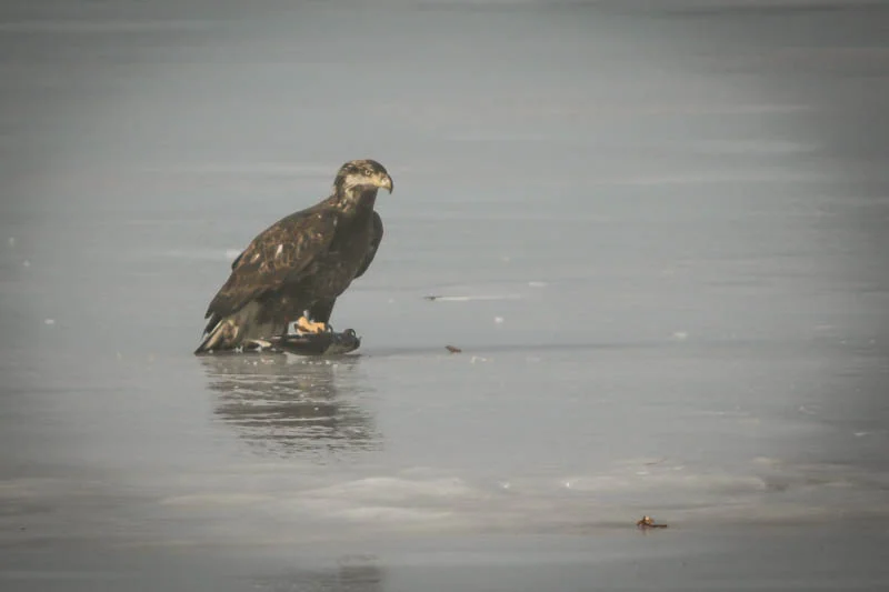  Young Eagle with his own lunch.