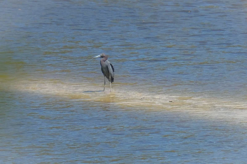 As we were leaving the dock this wonderful blue heron was standing on a sand bar. So beautiful to see and photograph. He didn't mind at all being a celebrity for a few minutes.
