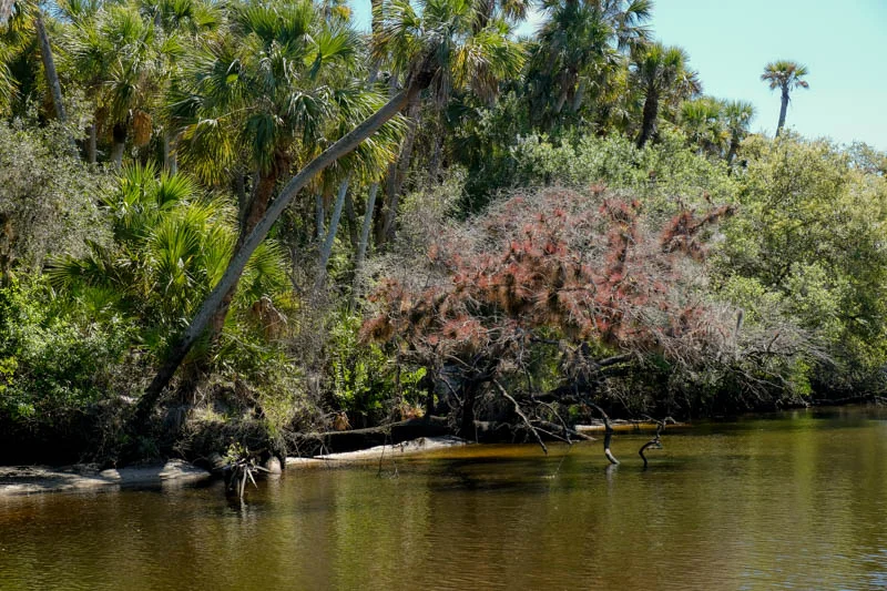 Beautiful scenery, strange looking trees and nice gentle reflections against the clear, slow-moving river...It is warm out, not a drop of snow anywhere and birds are singing in the trees. Almost like a Huckleberry Fin Day.