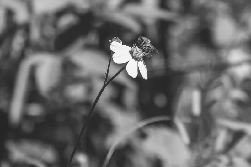 All along the river bed were little wildflowers and bees having lunch. So small and delicate, both the flowers and the bees. Once again, the river was peaceful, just sharing some of natures beauty with us. I never get tired of seeing what nature offers up to me as her gifts.