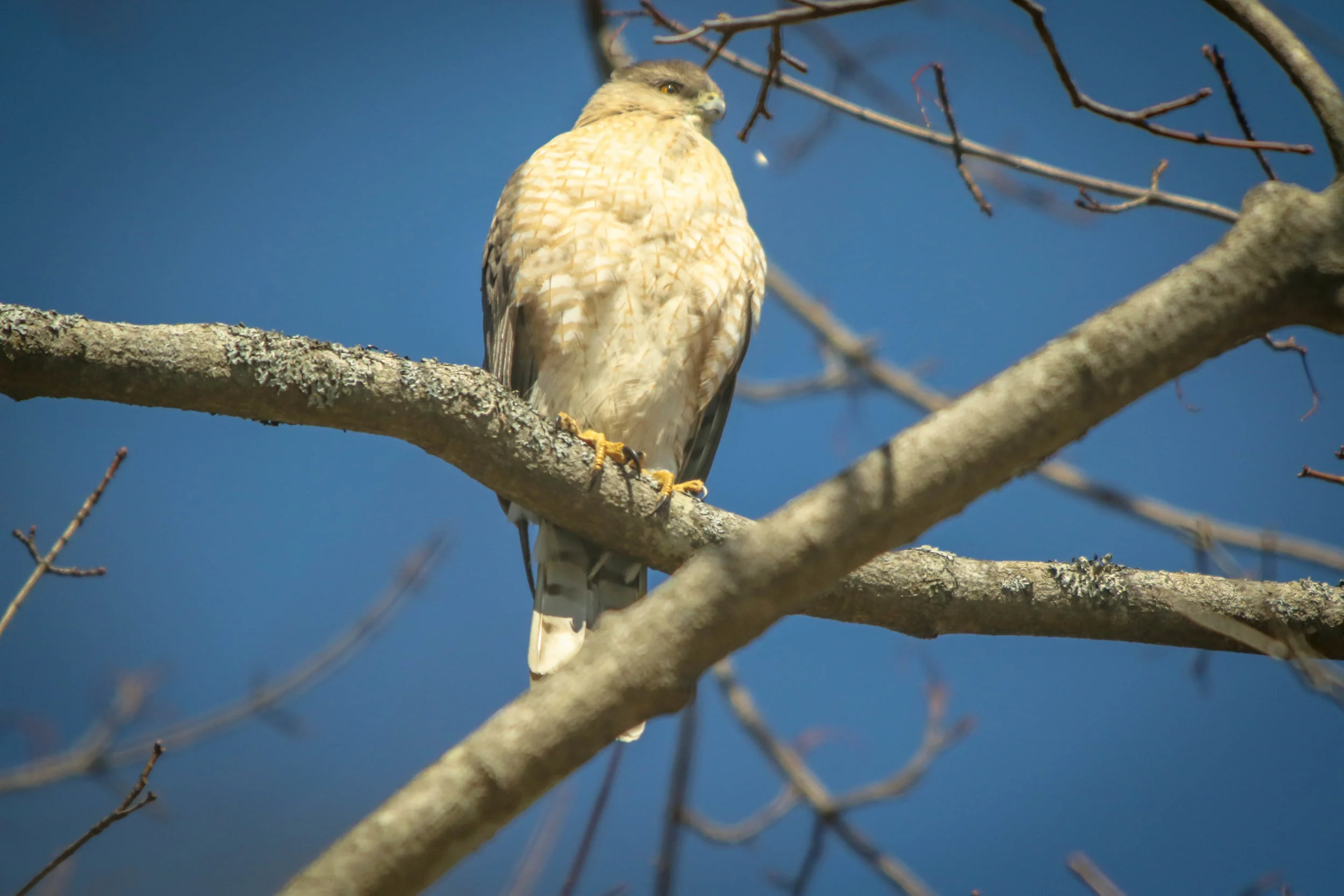 This was the first sign. The Hawks have been missing all winter. Now this one is back...in my yard.