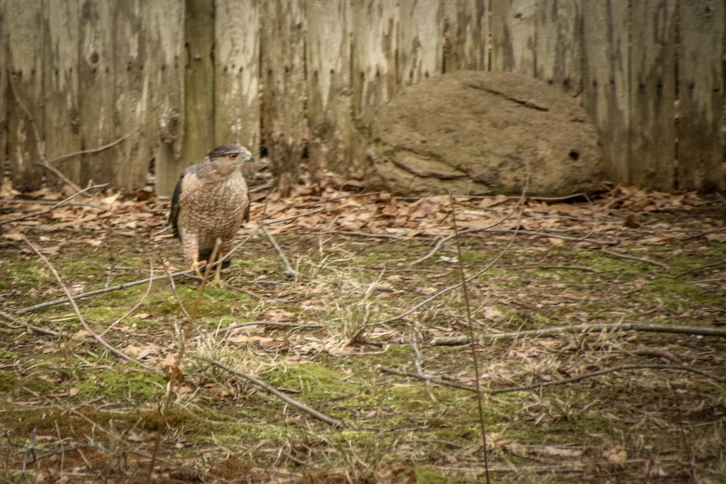 I was not really happy to see him in the tree but when he showed up on the ground for the very first time, this really bothered me. He was gathering sticks for a nest. Nest means spring and babies. Not my favorite raptor since I have a very white 6 pound dog who is now on a leash full time.