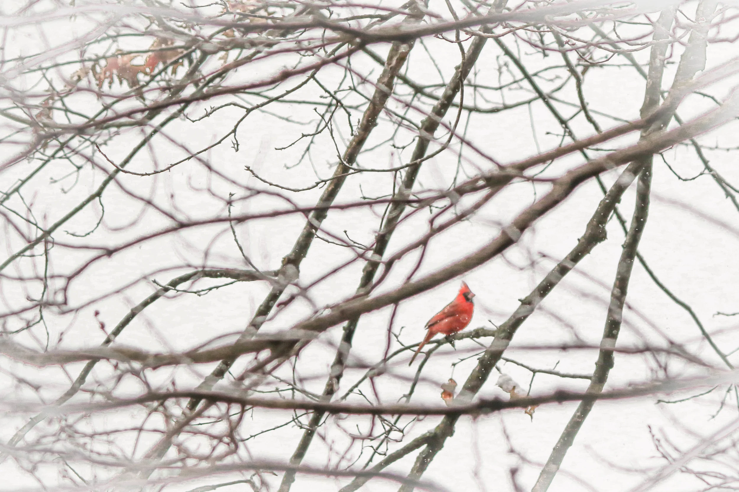 My owl friend gave me a big boost so I headed to the pond to see if spring was visiting there. Look what I found on this snowy, dull day. Such bright color and he was singing his lovely mating song. This day, dull and dreary, was giving me such a beautiful sneak peek at Spring.