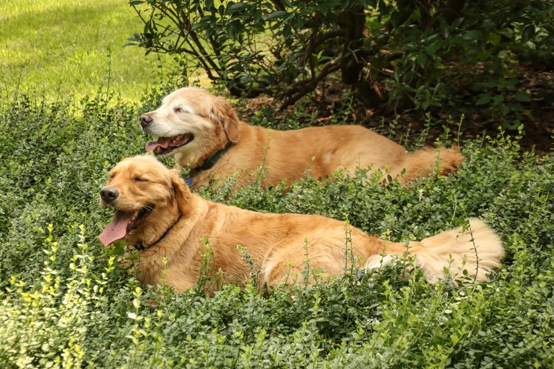 Well, here are your favorite fur brothers…Riley the old man and Tucker the pup. Such good boys.