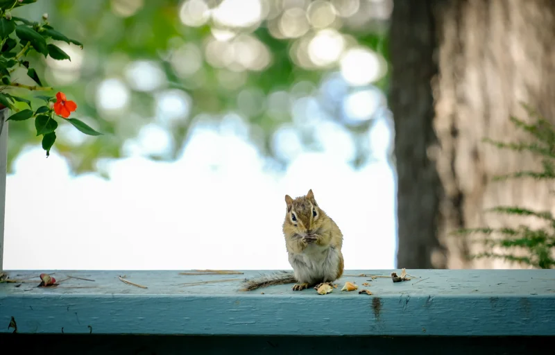 After a busy morning of work, he comes again. Lunch time on the deck. He sees me but knows that I am no longer a threat. I am able to open the slider door a wee bit and he doesn’t run away. He knows that in order to continue his Fall clean up he must keep his energy level up. He is a wiz at opening his acorns. He surrounds himself with beauty. Life on the lake, a few pine trees and flowers. Smart little guy. I somehow feel he would be oh so happy if he could see his lovely bokeh background.