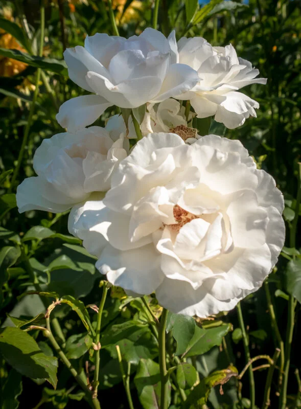 DSCF1141.jpg