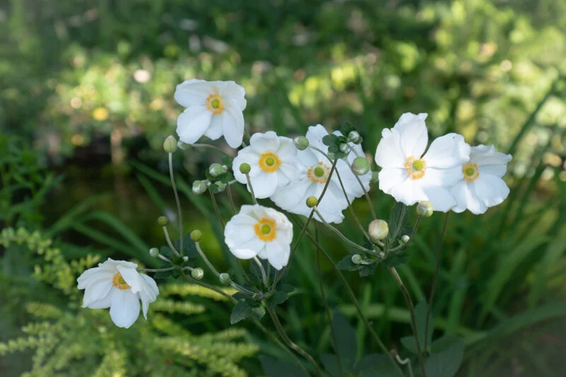 DSCF1150.jpg