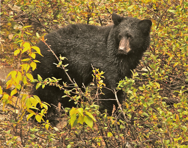 blackbear11x14_edited-1.jpg