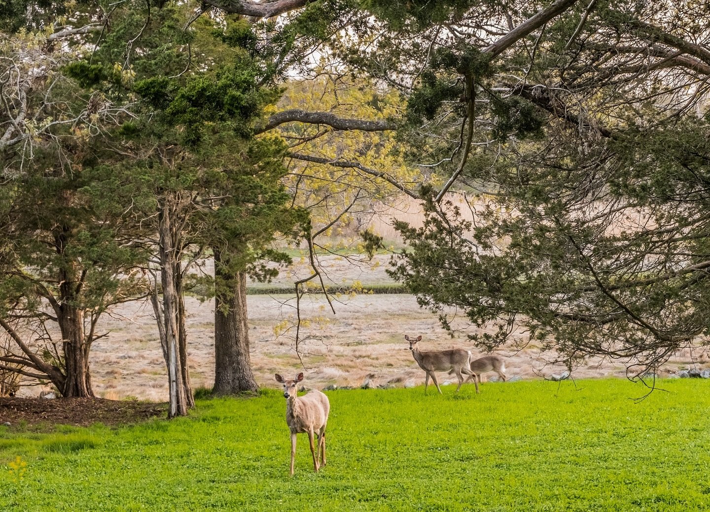 It&rsquo;s always good to travel but it&rsquo;s also good to come home. 

Welcoming spring in all that nature blessed us with. The Pinewood Forest is alive with my favorite things. 

So much to celebrate in nature. My welcome home committee&hellip;

