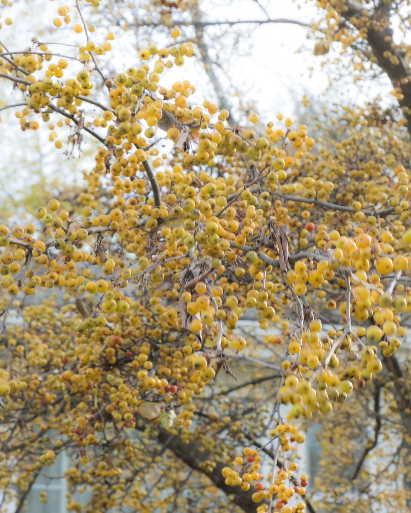 Wild berry season