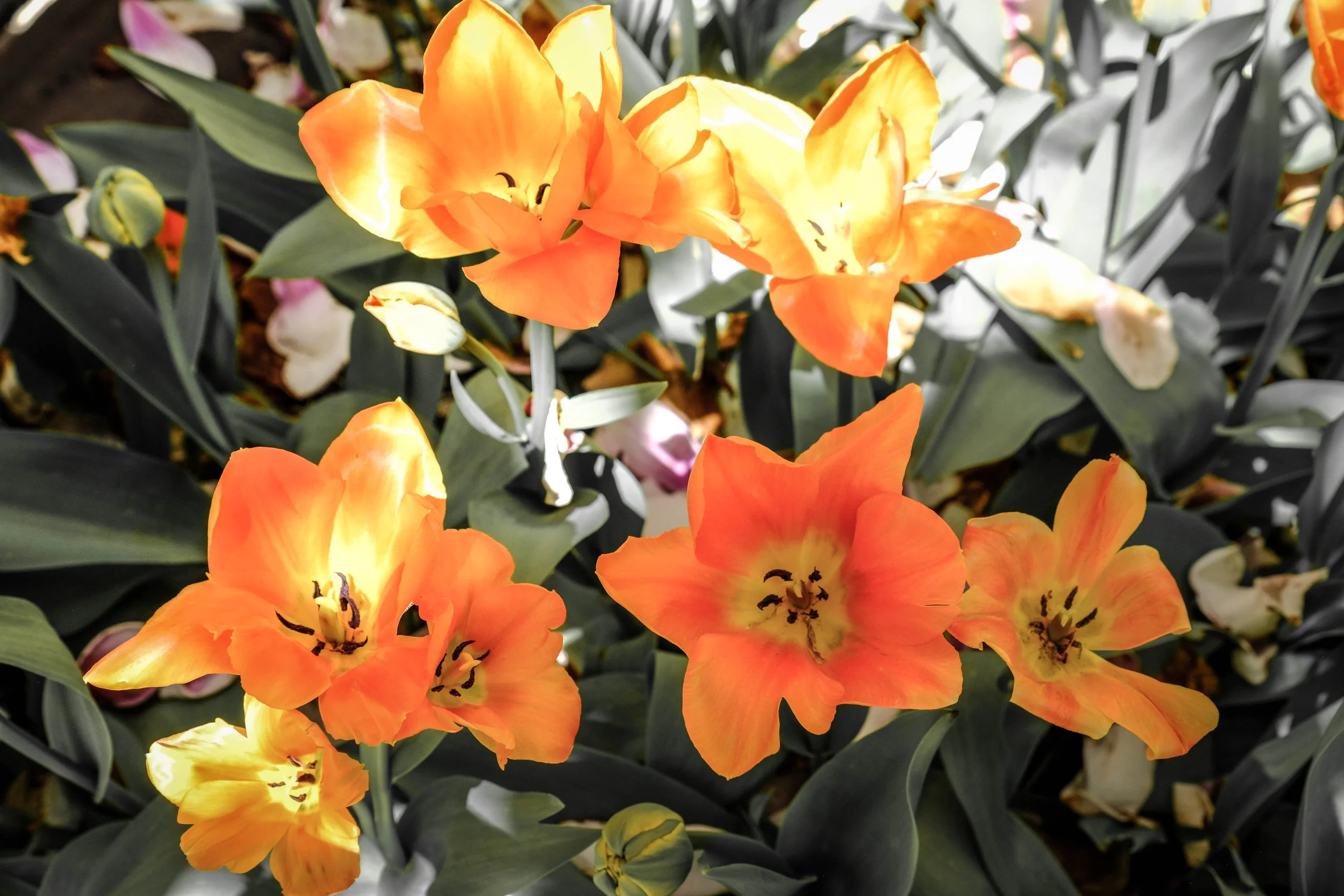 DSCF8230.jpg