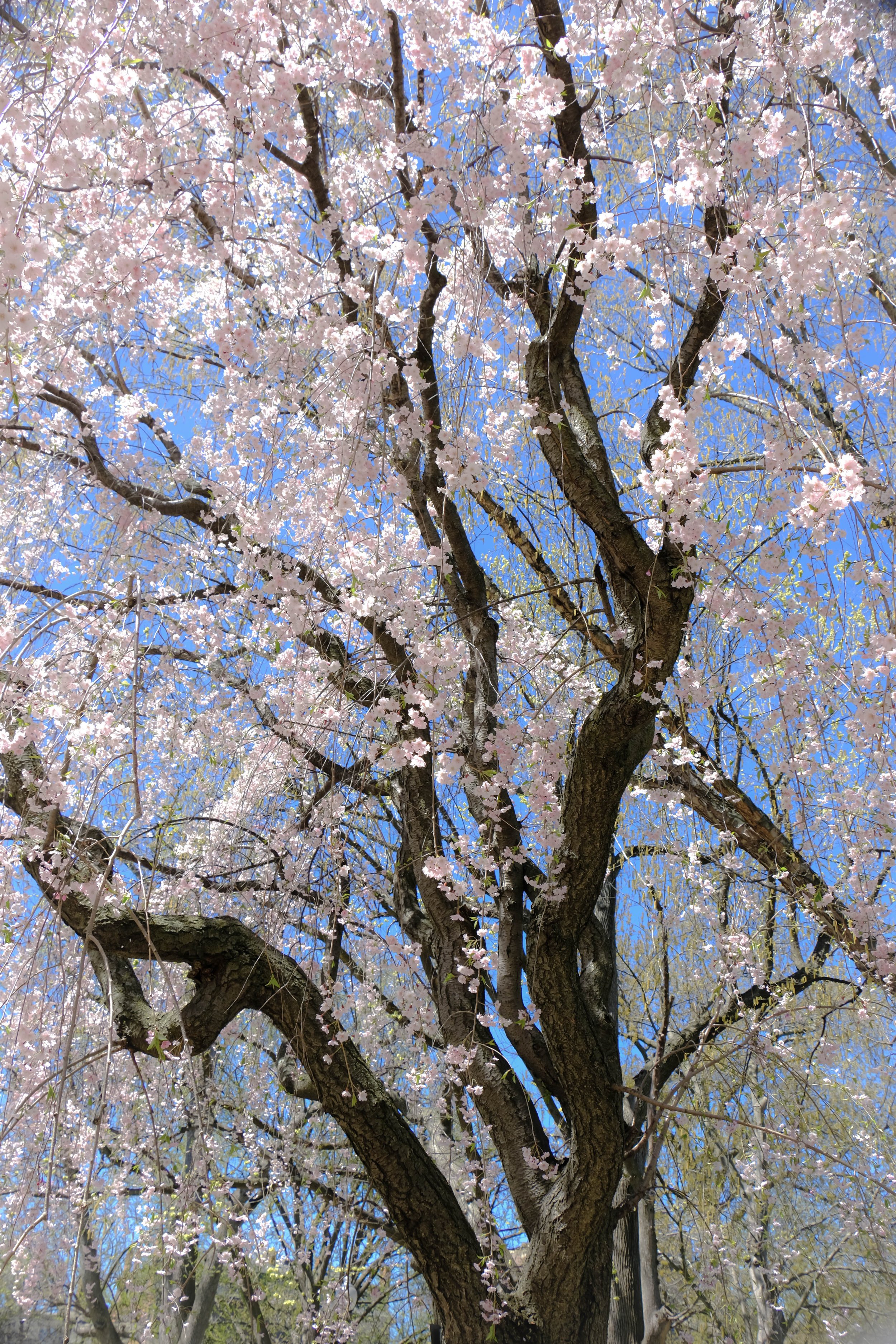 DSCF8296.jpg