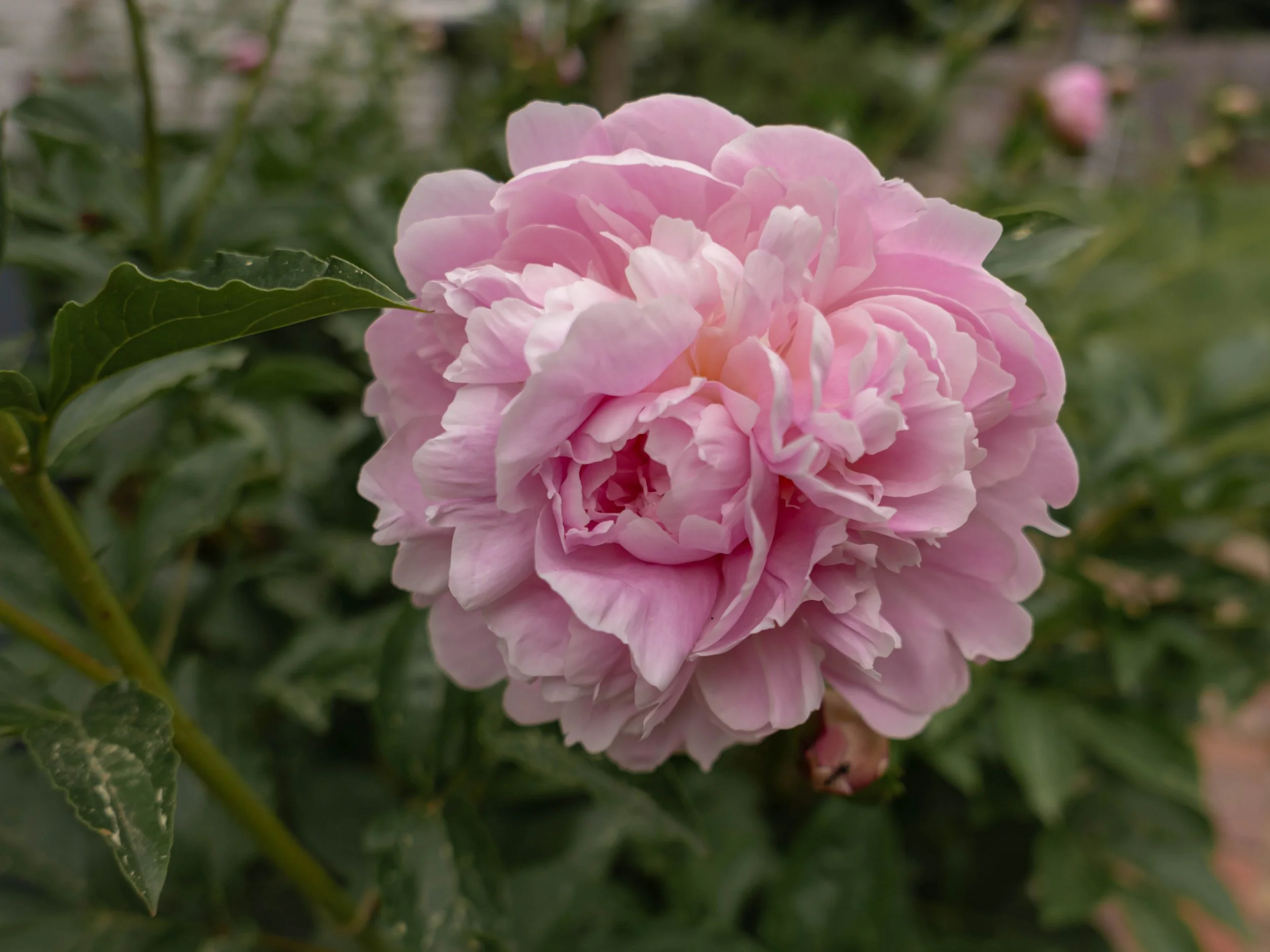 L1010048.jpg