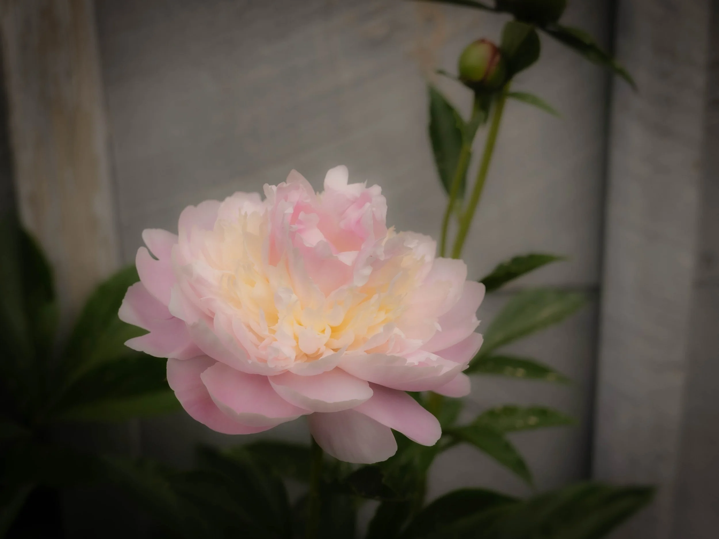 L1010053.jpg