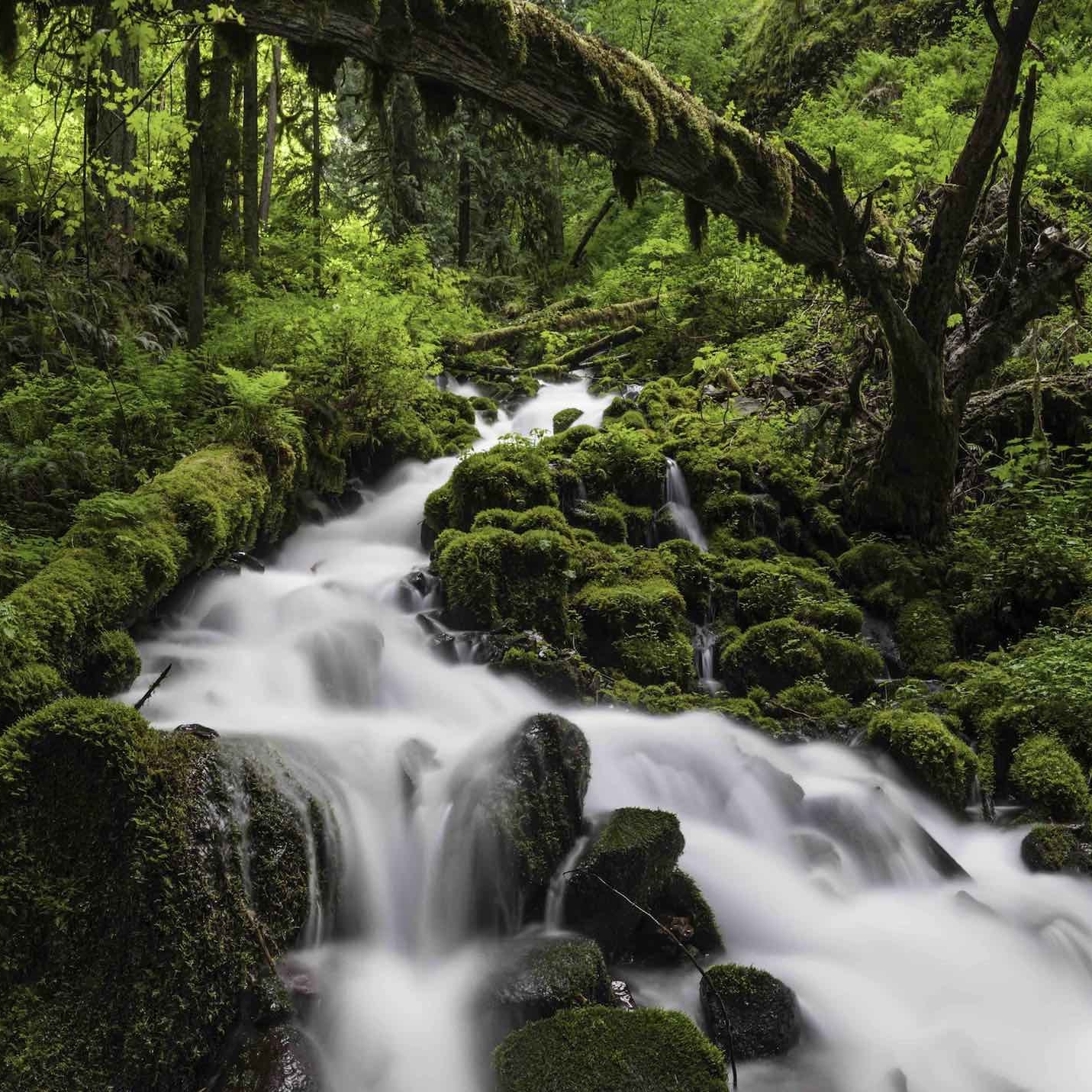Forest Park Waterfall iStock-155598457 lo res.jpg