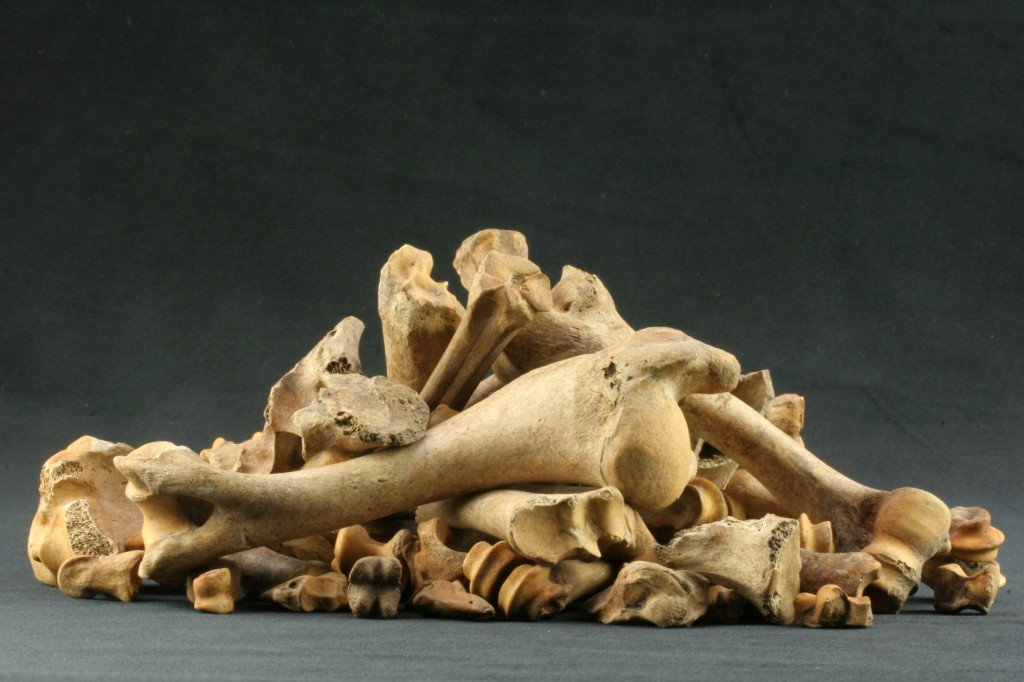 bones pile.jpg