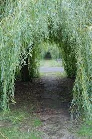 Willow tunnel 1.jpeg